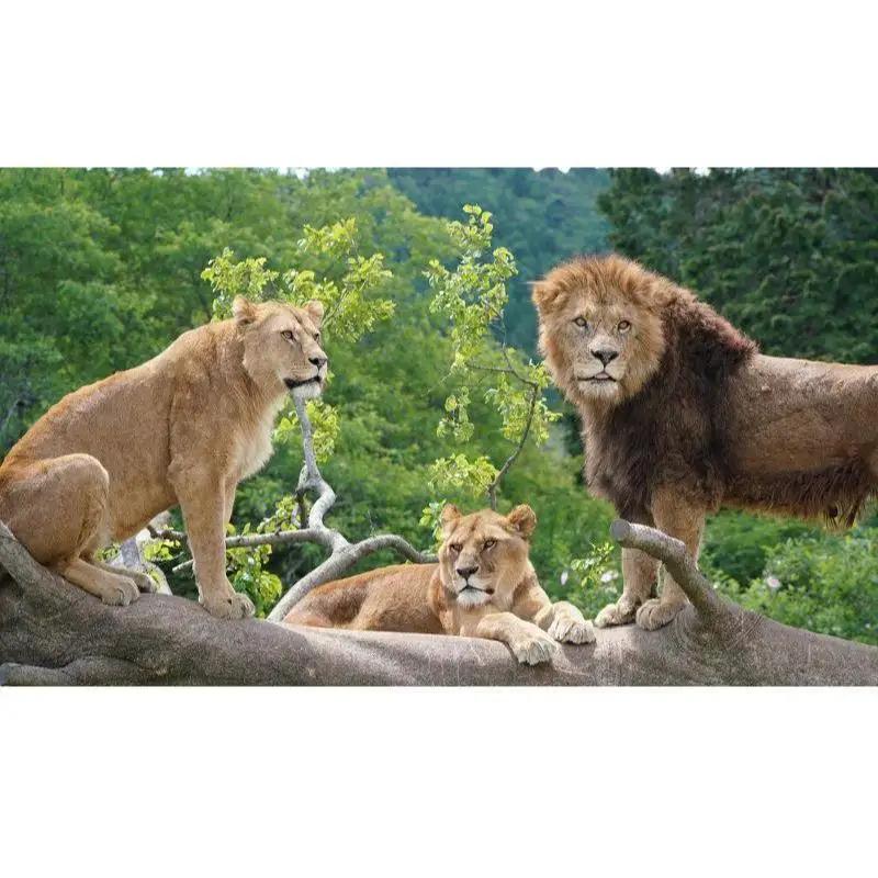 入園券 静岡 富士サファリパーク 大人 1枚 動物園 富士 サファリパーク 動物 体験 体験チケット チケット 券 子供 家族 お出かけ スポット 旅行 静岡県 裾野 裾野市