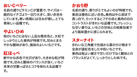 【 先行予約 2025年1月中旬以降発送 】 数量限定 農家直送 ♪ 八千代町産 いちご ボリュームパック （ 4パック 計約 1400g ） 人気 の 詰め合わせ セット イチゴ 苺 季節限定 茨城