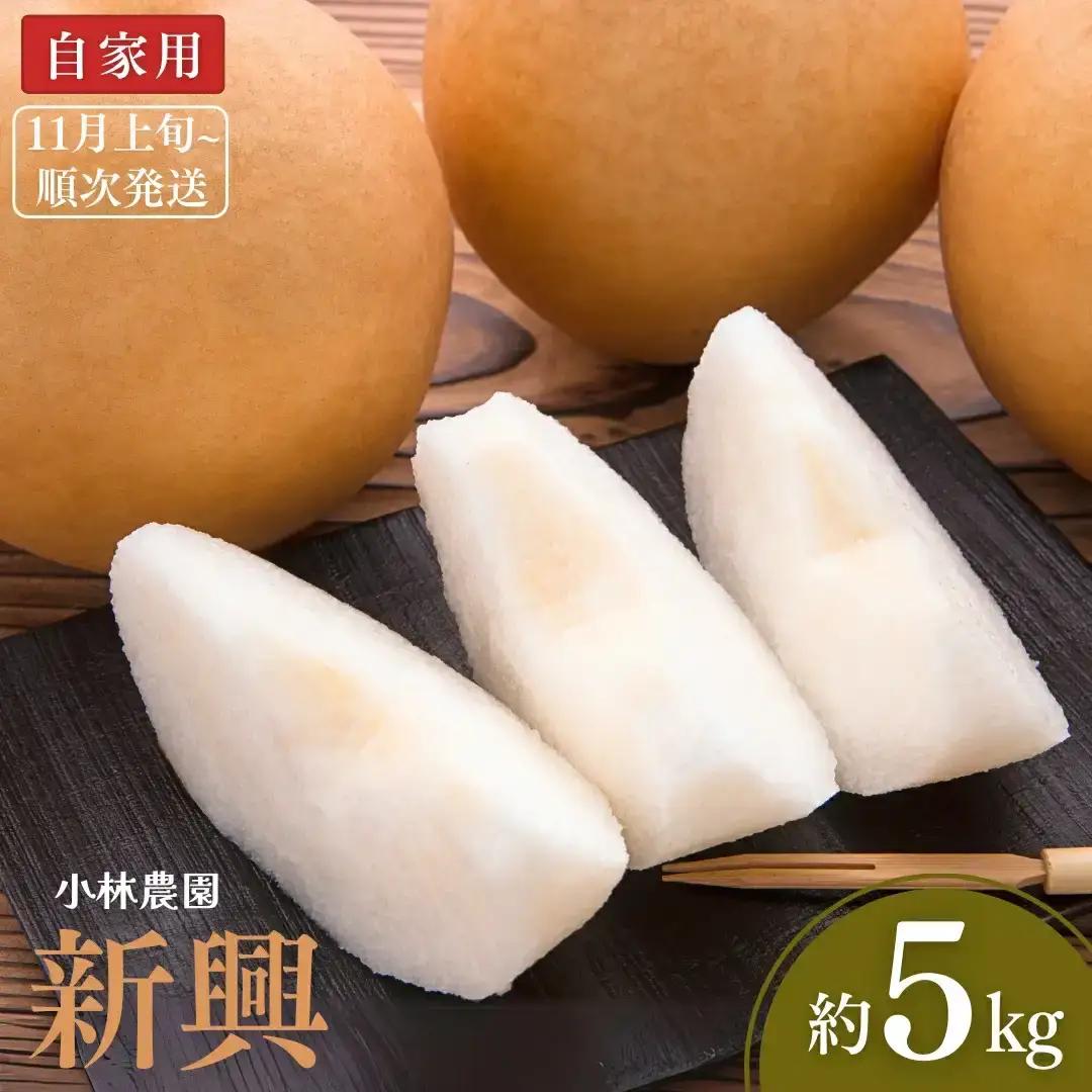 先行予約 和梨 新興 自家用 約5kg [11月上旬から発送予定] 令和8年度 梨 新潟県産 小林農園