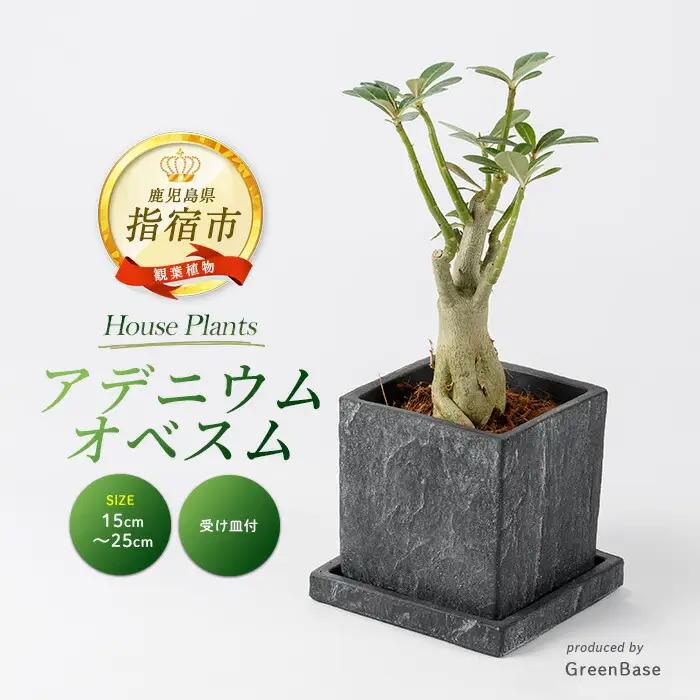 2026年5月中旬～発送【観葉植物】アデニウム・オベスム15cm～25cm (Green Base/IB003-053) 南国鹿児島県で育った 観葉植物！植物 鉢付 インテリア 室内 オフィス おしゃれ プレゼント ギフト 開店祝い 移転祝い ※北海道・沖縄・離島配送不可