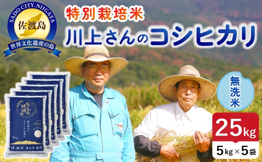 令和8年産 佐渡島産川上さんのコシヒカリ 無洗米25kg 特別栽培米 | 新潟県産コシヒカリ 新潟産コシヒカリ 佐渡産コシヒカリ コシヒカリ 特別栽培米 お米 米 無洗米 むせんまい おこめ コメ 25キロ にいがた さど 新潟県 佐渡市 195962-112702
