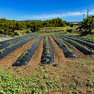 ※【2025年11月より順次発送／先行予約】【訳あり】栽培期間中農薬不使用 安納芋 10kg / さつまいも サツマイモ いも イモ 芋 野菜 / 諫早市 / ふるさと有明ファーム [AHAQ001]