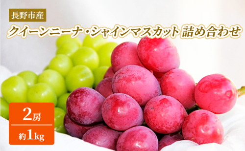 ぶどう  長野市産 クイーンニーナ シャインマスカット 2房（約1kg） 詰合わせ セット お楽しみ 食べ比べ 葡萄 ブドウ 果物 フルーツ デザート おやつ 信州 大粒 高糖度 食べ比べ 2026年秋発