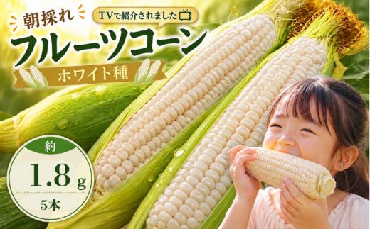 南国フルーツコーン ホワイト種(雪の妖精 他品種あり)  5本(約1.8kg)  | とうもろこし トウモロコシ コーン スイートコーン フルーツとうもろこし もぎたて 新鮮 朝採れ 朝どり 夏野菜 旬 期間限定 数量限定 産地直送 農家直送 フルーツのような甘さ 甘い 激甘 皮付き 家庭用 高知県 南国市 BBQ バーベキュー キャンプ アウトドア