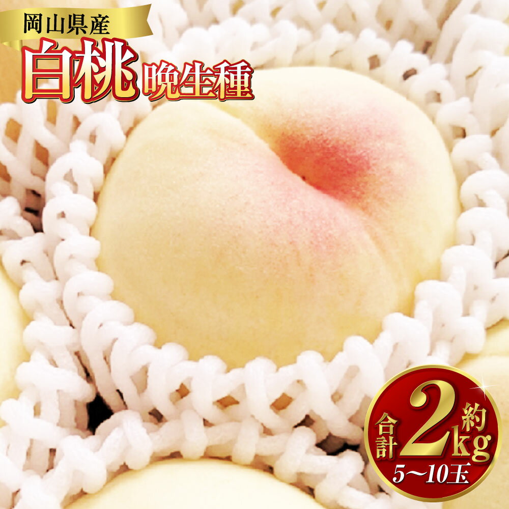 【ふるさと納税】白桃 約2kg（5～10玉） 晩生種 もも モモ 岡山県 倉敷市 産 国産 フルーツ 果物 ギフト 花田青果　果物・もも・桃・フルーツ　【2026年7月下旬～9月下旬迄順次発送予定】 11000円 1万1000円