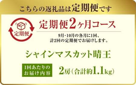 2025年 先行予約受付中【2回定期便】 シャインマスカット晴王2房 約1.1kg 岡山県産 種無し 皮ごと食べる みずみずしい 甘い フレッシュ 瀬戸内 晴れの国 おかやま 果物大国 ハレノフルーツ