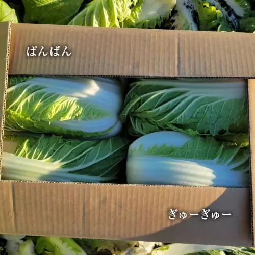 白菜 4玉 約10kg 生産量 日本一 茨城県 八千代町 