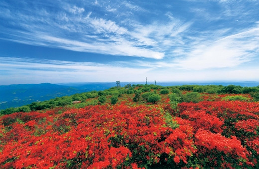 室根山頂のつつじ