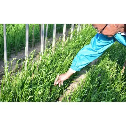 【先行予約】2027年2月発送：香り華やぐ フリージア 3色セット　50本 生産者直送 直送 生花 切り花 花 はな 春 先行予約 予約 茨城県 利根町