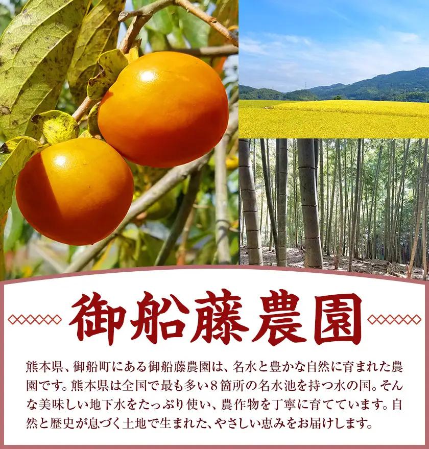 【先行予約】半生干し柿 御船藤農園 6個《2026年11月上旬-2027年1月中旬頃出荷》