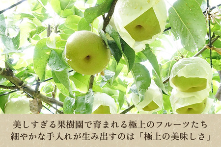 【2026年先行予約】たかはし果樹園 謹製 新潟県産和梨 幸水 約5kg《8月中旬～順次配送》こうすい