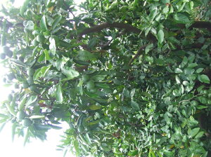 《数量限定》幸田町産「グリーンハウスみかん 2kg 化粧箱」 8月中旬～9月上旬に発送予定 みかん 蜜柑 果物 フルーツ 