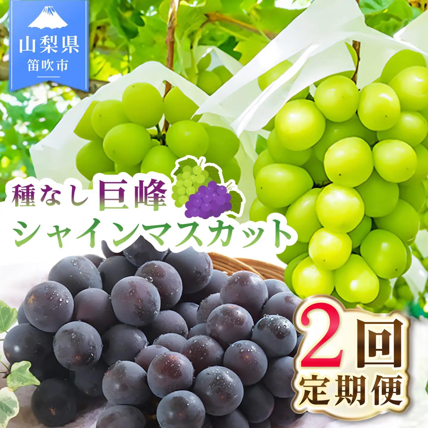 【2027年発送★先行予約】2回定期便 旬のフルーツ定期便（種無し黒葡萄1房・シャインマスカット1房）180-027-27y