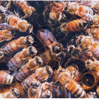 ふるさと納税 瑞浪市 純粋ハチミツ(アカシア500g×1　山桜500g×1) |  | 03