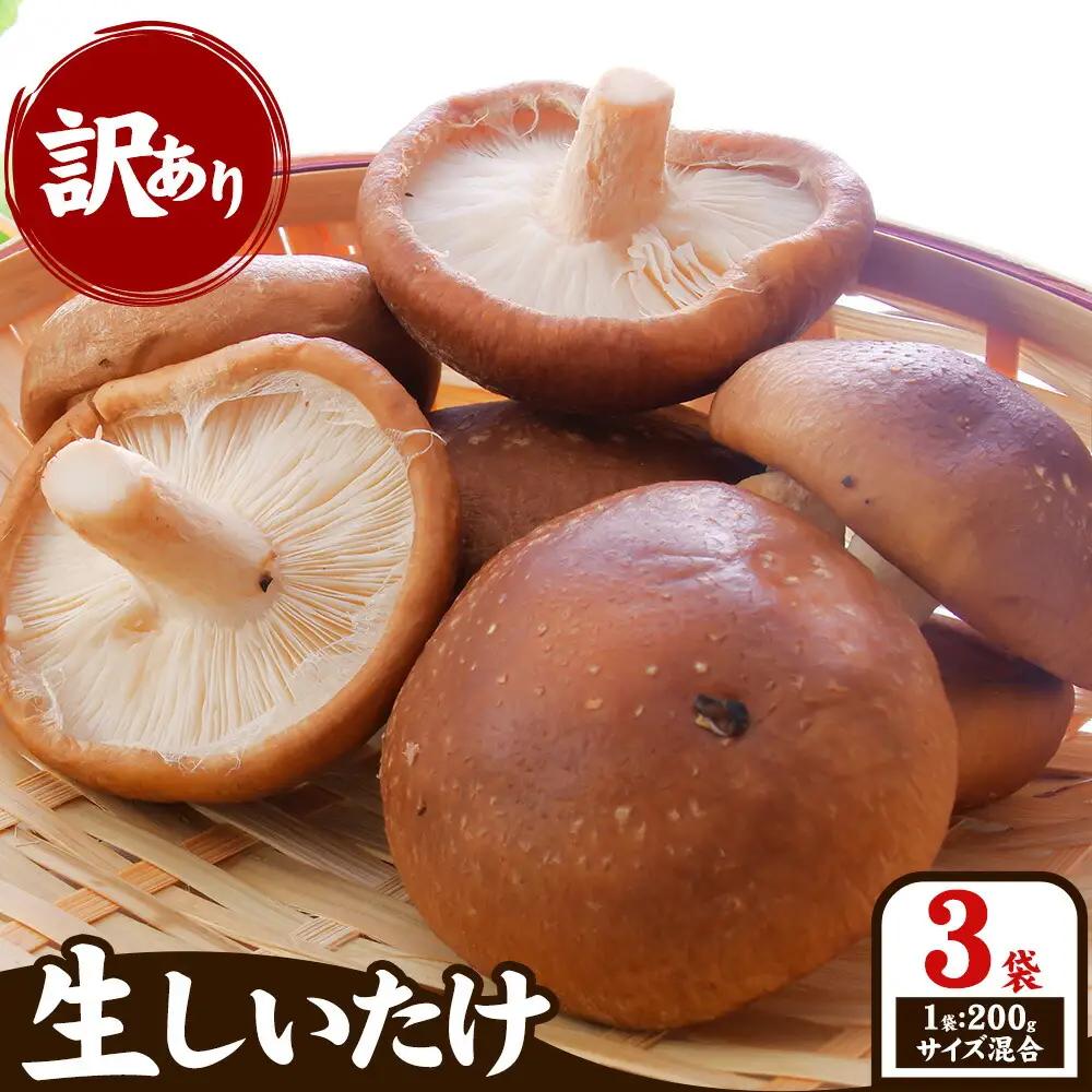 「訳あり」生しいたけ　200g×3袋(サイズ混合) 《30日以内に出荷予定(土日祝除く)》　【配送不可地域あり】　