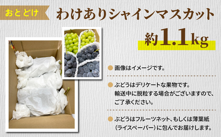 【清水農園】わけありシャインマスカット約1.1kg（2～3房）※2025年9月中旬以降順次発送予定