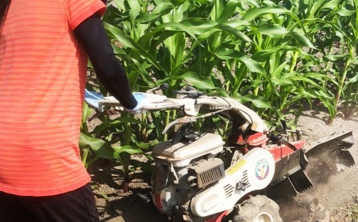 F6 アッキーファーム スイートコーン収穫体験（スイートコーン30本込み）