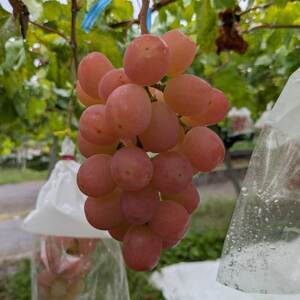 【2026年先行受付】牧丘天空ブランド山梨オリジナル品種サンシャインレッド【配送不可地域：離島】【1691205】