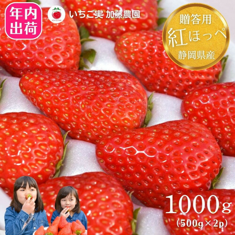 【ふるさと納税】【先行予約受付中】【年内お届け！！贈答用】 静岡県産いちご 紅ほっぺ 500g×2パック（1パック12～15粒） 冷蔵配送 苺 フルーツ | いちご 紅ほっぺ 冷蔵 フルーツ 果物 くだもの 食品 人気 おすすめ 送料無料