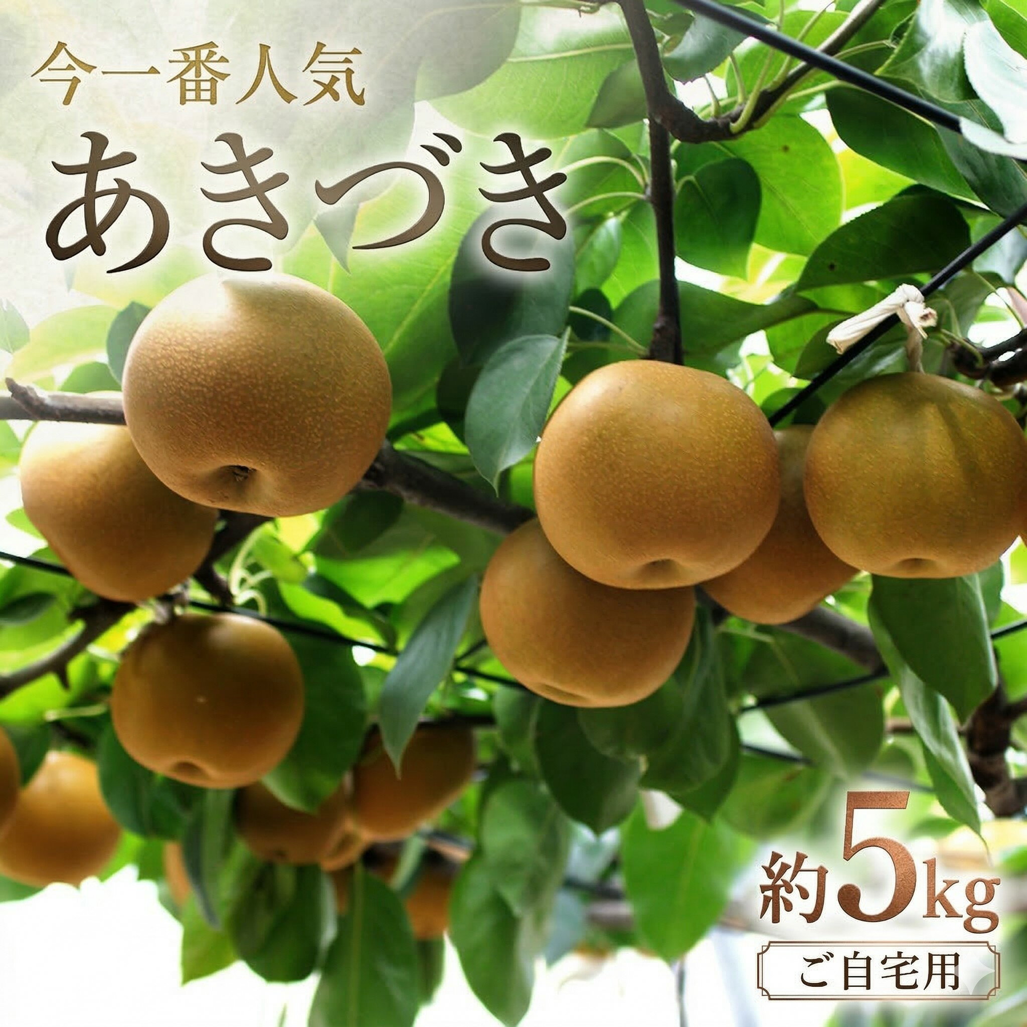 【ふるさと納税】【 ランキング 1位 獲得!! 】 今一番人気 『 あきづき 』 5kg ( 自家用 ) 2026年産 先行予約 フルーツ 果物 国産 日本産 梨 ナシ なし 和梨