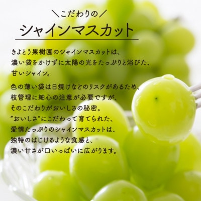 【きよとうファーム】シャインマスカット 大2房入/計1.3kg~(岡山県産)【配送不可地域：離島】