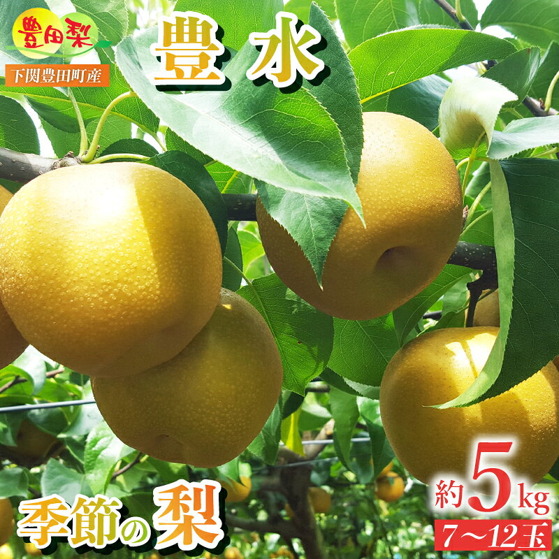 【ふるさと納税】 梨 5kg セット 7〜12玉 豊水梨 なし 詰め合わせ 緩衝材 キャップ 付き 豊水 フルーツ 季節 旬 果物 期間 数量 限定 9月 豊田の梨 豊田町 山口 人気 下関 夏 秋