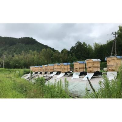 ふるさと納税 那珂川市 100% 純粋はちみつ(百花蜜)3種セット |  | 02