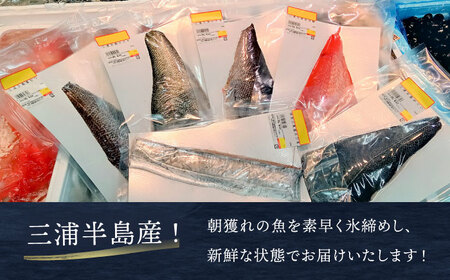お刺身用 三浦半島の天然地魚 三枚おろし 約1.5kg 刺身 魚 処理済み 下処理済み 三枚おろし　【長井水産株式会社】[AKAJ028]