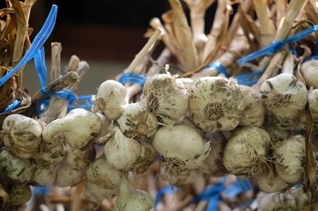 【2026年6月より順次発送】 曽爾高原野菜５種５品～小さなご家庭食べきりサイズ～を５ヶ月連続でお届けします 野菜定期便