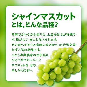 《 先行予約 / 令和7年産 》【3ヵ月定期便 】 山形県産 粒シャインマスカット 210g×3パック 3回〔 2025年9月下旬頃 ～ お届け 〕 ぶどう 白ぶどう 2025年産 