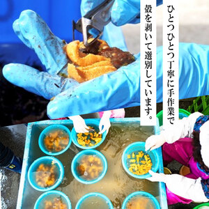 【期間限定】 水揚げ24時間以内発送 綾里の生うに 150g 数量限定 冷蔵 ミョウバン不使用 岩手県産 ムラサキウニ [ 季節限定 生うに 生雲丹 天然 海鮮丼 寿司 ウニ丼 刺身