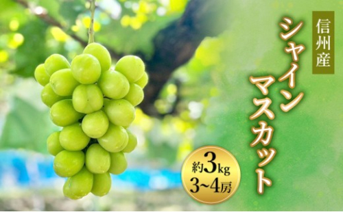 信州峰ファーム　信州産シャインマスカット約3kg（3～6房）2026年9月初旬から10月中旬発送 | シャインマスカット 大粒 皮ごと 特大 信州産 人気 おすすめ ぶどう フルーツ 果物  送料無料 長野県 長野市 信州 信濃 ふるさと納税