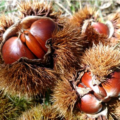 ふるさと納税 高森町 【数量限定】南信州産の栗2kg(丹沢とぽろたんのセット)