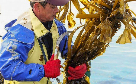 【漁師直送】湯通し塩蔵わかめ300ｇ×5袋【淡路島鳴門海峡原産】