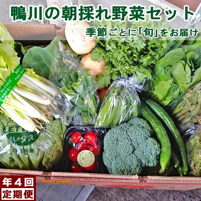 【年４回定期便】鴨川の朝採れ野菜･｢旬｣を味わうセット [0056-0001]