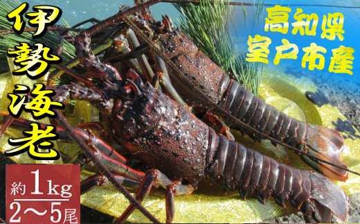 
                  活き伊勢海老 2～5尾 1kg 天然 伊勢エビ 活きたまま 伊勢えび イセエビ いせえび 海老 エビ 生食 刺身 新鮮 産地直送 海鮮 魚介 おせち バーベキュー BBQ 鍋 味噌汁 国産 高知県 室戸市
                