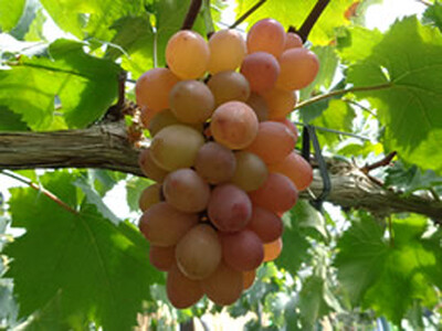 【先行予約】季節のぶどう詰め合わせ2房入り(約1kg～) | フルーツ ぶどう 詰合せ 兵庫県 上郡町【発送は2026年9月1日～2026年9月30日頃予定】