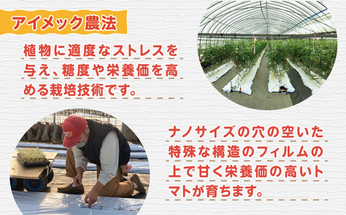 ミディアムトマト バラ 2箱（1.5kg×2種）《壱岐市》【ISLAND FARM】 トマト 生鮮 野菜 夏 19000 19000円 [JFL002]