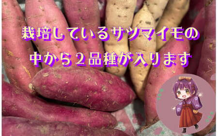 【予約受付 2025年産 】 野菜ソムリエ 齋藤セレクト「新」秋セット さつまいも 2種 (約 5kg ) セット 国産 岩手 サツマイモ 芋 野菜 セット シルクスイート 紫さつまいも パープルスイ