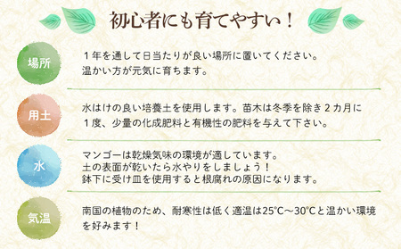 アップルマンゴー苗木1本(アーウィン種)2026年発送 アップル マンゴー 苗 お祝い アーウィン種 アーウィン 苗木 果物 果実 育てやすい インテリア 鉢植え 観葉植物 植物 観賞用 グリーン ギ