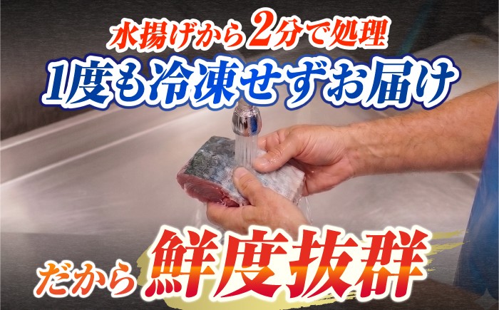 五島列島産 養殖 生本かみマグロ 赤身 中トロ 計約500g / マグロ まぐろ 鮪 刺身 ブロック
