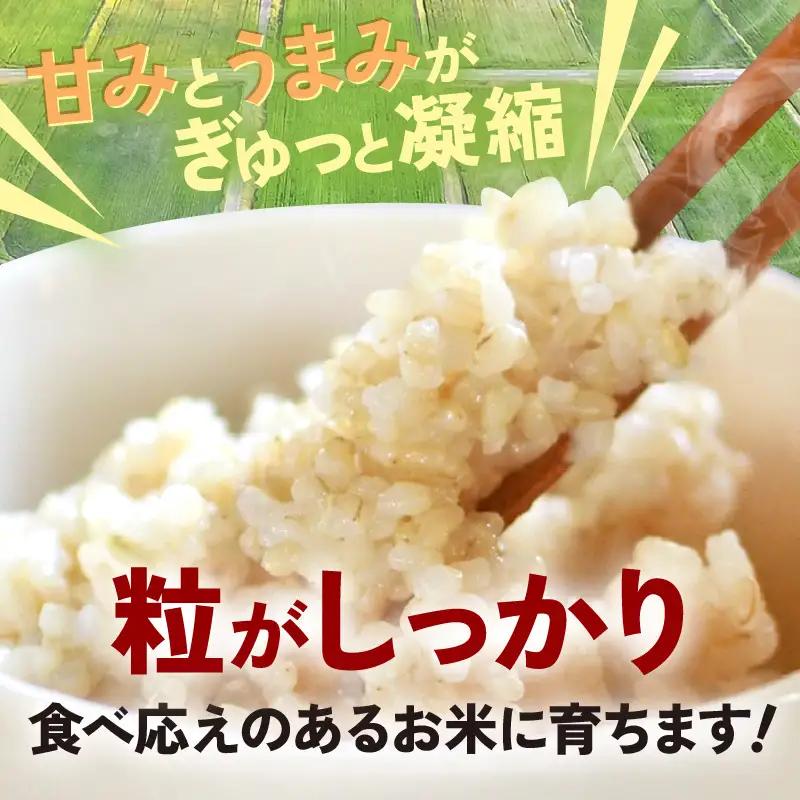 【先行予約】【令和8年産】定期便 ≪12ヶ月連続お届け≫ 自然栽培米コシヒカリ うまみ玄米5kg×12回（計60kg） 化学肥料不使用  ＜温度と湿度を常時管理し新鮮米を出荷！＞／ 高品質 鮮度抜群 