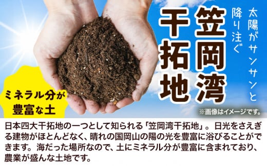 たまねぎ【先行予約】しお風たまねぎ 約5kg《6月上旬-6月末頃出荷》 玉ねぎ たまねぎ 野菜 青果物 岡山県 笠岡市 玉ねぎ 5kg 5000円以下 5000円以内 10000円以下 10000円以