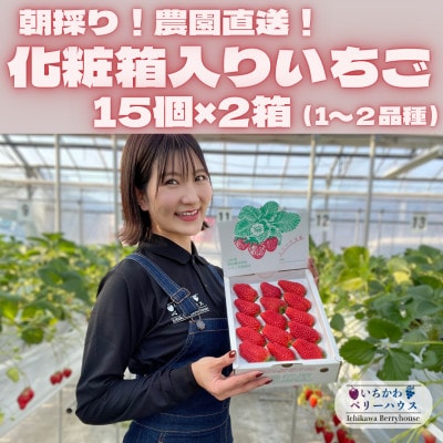【2026年配送】朝採り!農園直送!化粧箱入りいちご15個入り×2箱(1～2品種)【配送不可地域：離島・沖縄県】