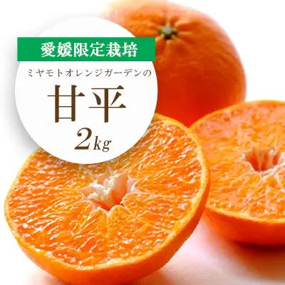 愛媛限定栽培柑橘 シャキッと新食感!甘平 2kg【E25-36】【1044411】 YWTAP027