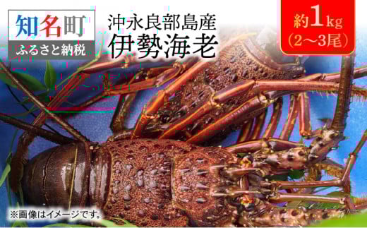 沖永良部島産 伊勢海老 約1kg（2～3尾）　C041-002