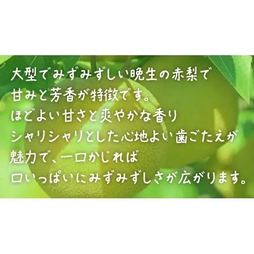 新高 約5kg (10～12玉)【2026年10月上旬発送開始】(茨城県共通返礼品：大子町)