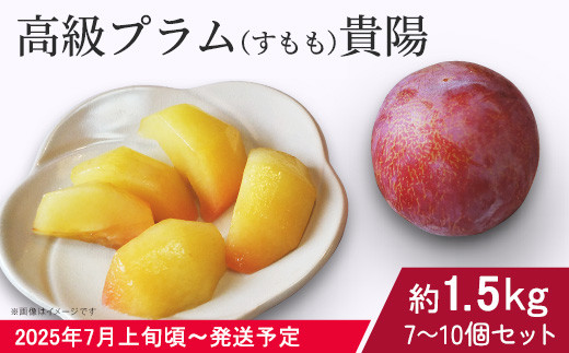 
            【先行予約】高級プラム（すもも）貴陽　Ｌ玉、Ｍ玉セット（7～10個セット　約1.5㎏）【2025年7月上旬～下旬頃発送予定】【 プラム すもも スモモ 李 果物 フルーツ くだもの 茨城県産 すもも】
          