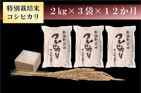 【定期便】 令和6年産 特別栽培米コシヒカリ 6kg（ 2㎏×3袋）×12か月　【 新潟県 新潟産 新発田産 米 コシヒカリ 佐々木耕起組合 2kg 12ヵ月 定期便 特別栽培米 D22_001 】