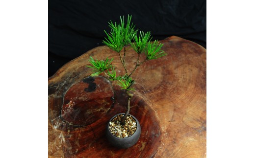 赤石の泉 黒松（鉢植え） S-38